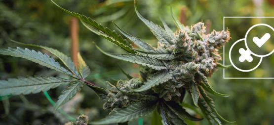 Cannabis und Urban Legends: Wir räumen mit den verrücktesten Mythen auf