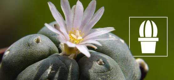 Was ist Peyote und wofür wird er verwendet?