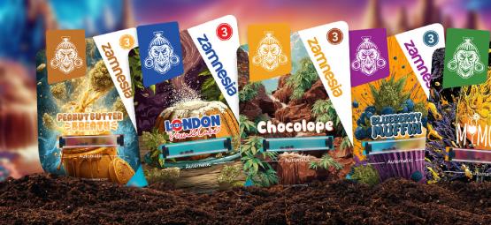 Sorten-Showcase: Sugar Valley