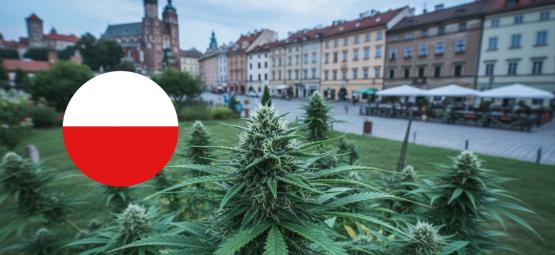 Outdoor-Strains für Polen: Robuste Autos und feminisierte Klassiker