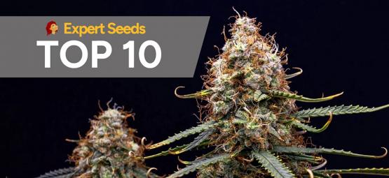 Top 10 Expert Seeds Strains: Unsere Favoriten für Aroma, High und Grow