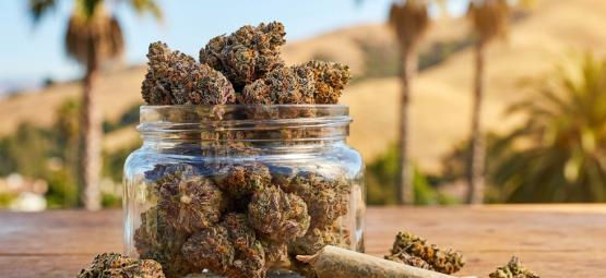 Top 10: Die besten Cali Weed Sorten