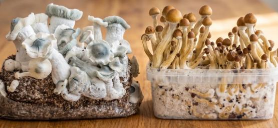 Magic-Mushroom-Growkits vs. Ready-2-Grow-Bags