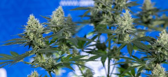 10 Gute Gründe, Dein Eigenes Gras Anzubauen