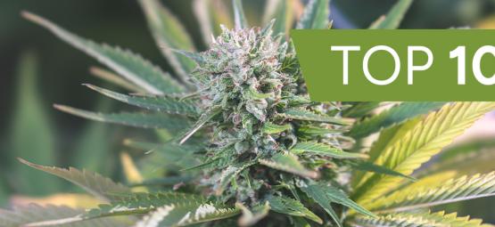 Die 10 beliebtesten Cannabis-Samenbanken auf Zamnesia