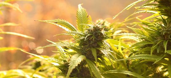 Top 10 Autoflowering Outdoor Sorten