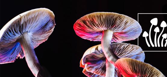 Wie viele Arten von Magic Mushrooms gibt es?