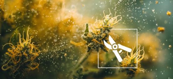 Die 6 Besten Methoden Der Haschherstellung