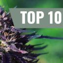 Top 10 Lila Cannabissorten [2026]