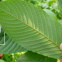 Die Geschichte der Kratom-Nutzung