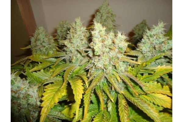 White Widow (Royal Queen Seeds) feminisiert