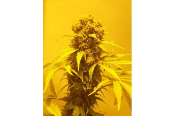 White Widow (Royal Queen Seeds) feminisiert
