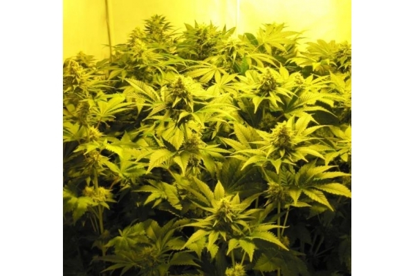 White Widow (Royal Queen Seeds) feminisiert