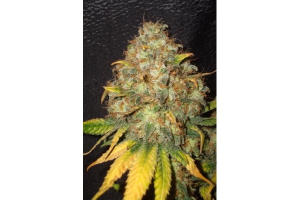Ice (Royal Queen Seeds) feminisiert