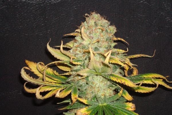 Ice (Royal Queen Seeds) feminisiert