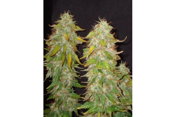 Ice (Royal Queen Seeds) feminisiert