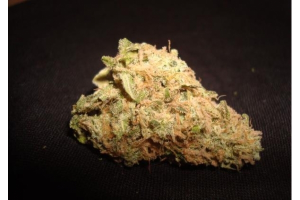 Ice (Royal Queen Seeds) feminisiert