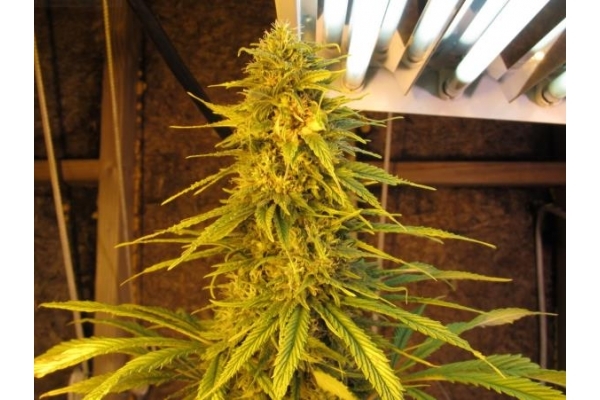 Ice (Royal Queen Seeds) feminisiert