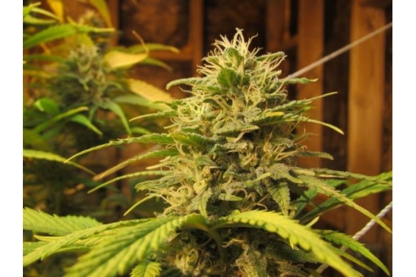 Ice (Royal Queen Seeds) feminisiert