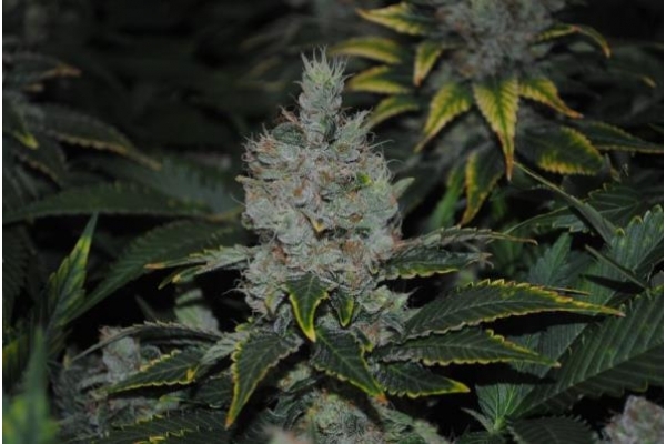 Fruit Spirit (Royal Queen Seeds) feminisiert