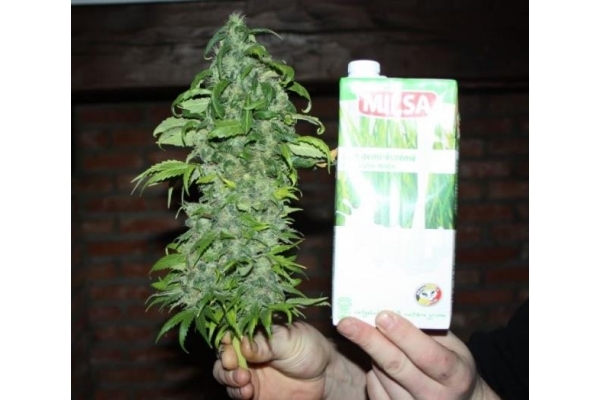 Fruit Spirit (Royal Queen Seeds) feminisiert