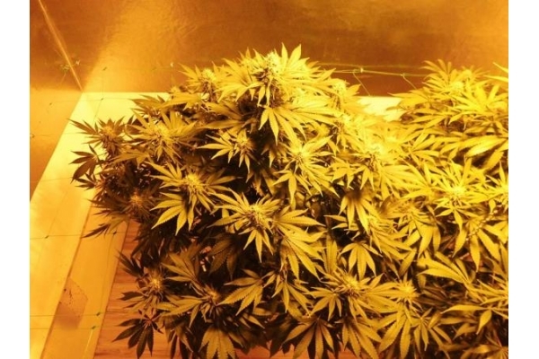 Fruit Spirit (Royal Queen Seeds) feminisiert Fruit Spirit (Royal Queen Seeds) feminisiert