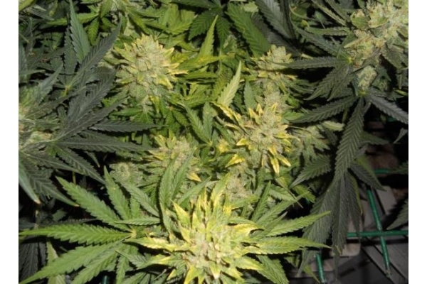Power Flower (Royal Queen Seeds) feminisiert