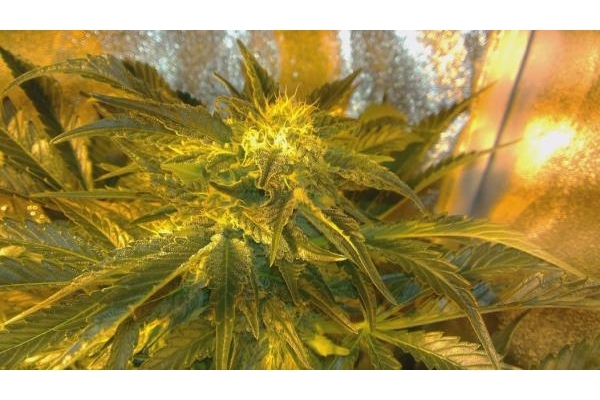 Power Flower (Royal Queen Seeds) feminisiert