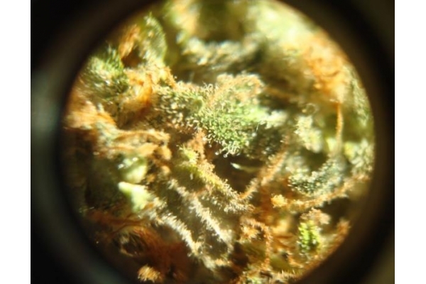 Power Flower (Royal Queen Seeds) feminisiert