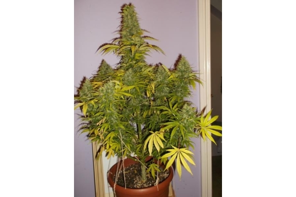 Shining Silver Haze (Royal Queen Seeds) feminisiert Shining Silver Haze (Royal Queen Seeds) feminisiert