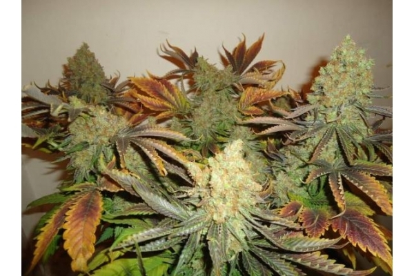 Shining Silver Haze (Royal Queen Seeds) feminisiert