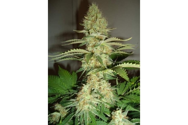 Shining Silver Haze (Royal Queen Seeds) feminisiert