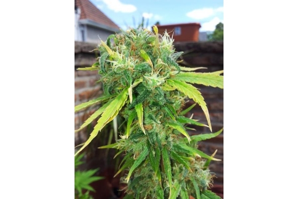 Shining Silver Haze (Royal Queen Seeds) feminisiert Shining Silver Haze (Royal Queen Seeds) feminisiert