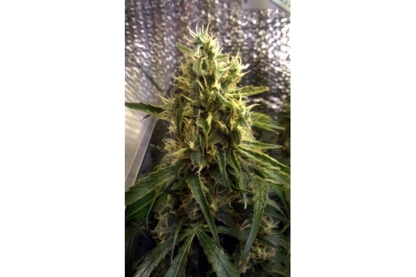 Shining Silver Haze (Royal Queen Seeds) feminisiert Shining Silver Haze (Royal Queen Seeds) feminisiert