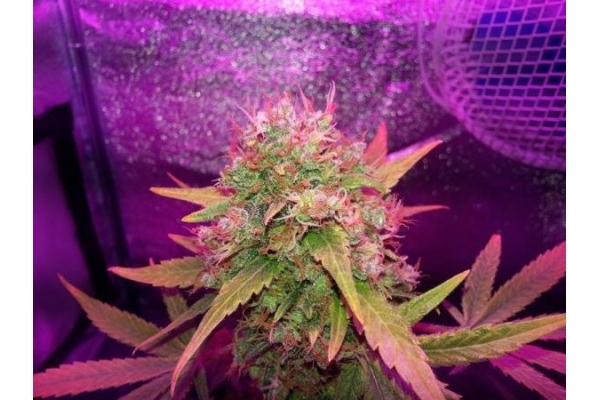 Shining Silver Haze (Royal Queen Seeds) feminisiert Shining Silver Haze (Royal Queen Seeds) feminisiert
