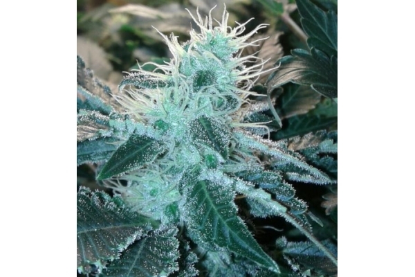 Blue Mystic (Royal Queen Seeds) feminisiert Blue Mystic (Royal Queen Seeds) feminisiert