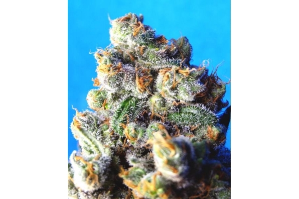 Blue Mystic (Royal Queen Seeds) feminisiert Blue Mystic (Royal Queen Seeds) feminisiert