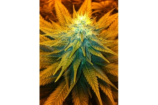 Blue Mystic (Royal Queen Seeds) feminisiert