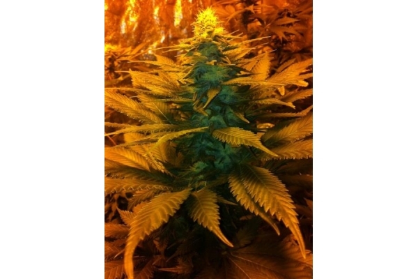 Blue Mystic (Royal Queen Seeds) feminisiert Blue Mystic (Royal Queen Seeds) feminisiert