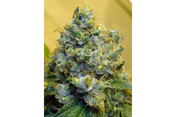 Blue Mystic (Royal Queen Seeds) feminisiert Blue Mystic (Royal Queen Seeds) feminisiert