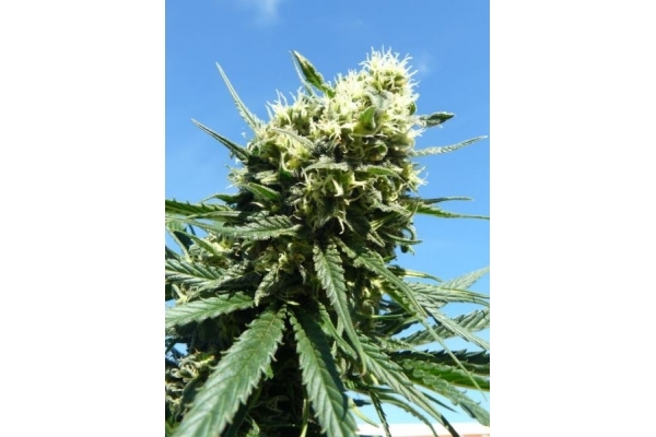 Northern Light (Royal Queen Seeds) feminisiert