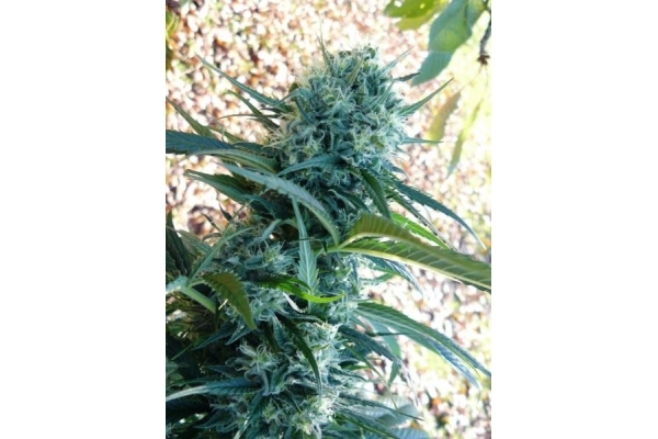Northern Light (Royal Queen Seeds) feminisiert