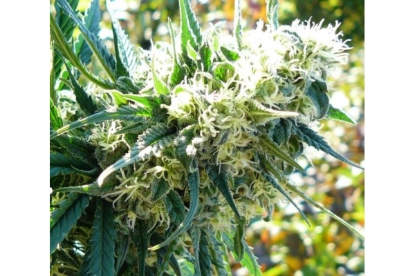 Northern Light (Royal Queen Seeds) feminisiert