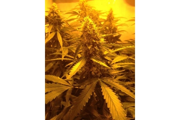 Northern Light (Royal Queen Seeds) feminisiert Northern Light (Royal Queen Seeds) feminisiert