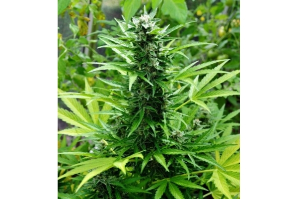 Northern Light (Royal Queen Seeds) feminisiert Northern Light (Royal Queen Seeds) feminisiert