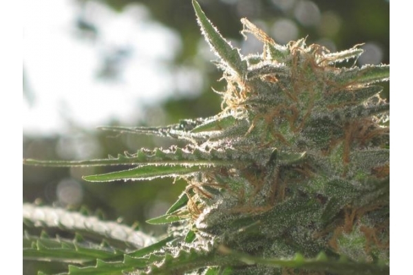 Northern Light (Royal Queen Seeds) feminisiert Northern Light (Royal Queen Seeds) feminisiert