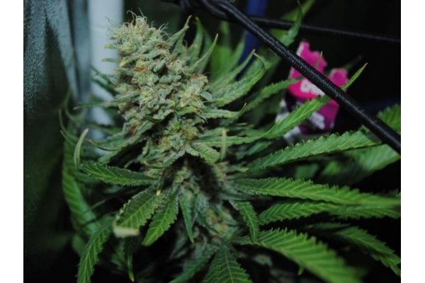 Critical (Royal Queen Seeds) feminisiert
