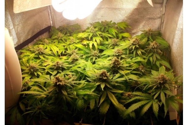 Critical (Royal Queen Seeds) feminisiert