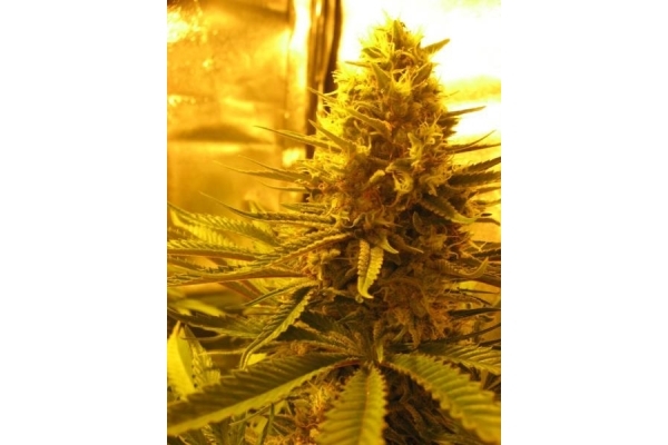 Critical (Royal Queen Seeds) feminisiert