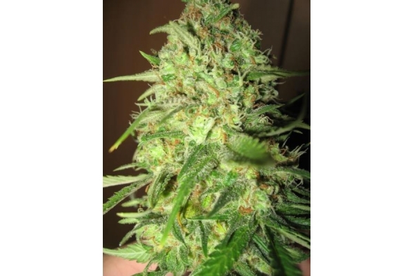 Critical (Royal Queen Seeds) feminisiert